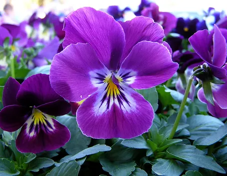viole