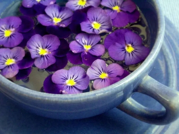 viole