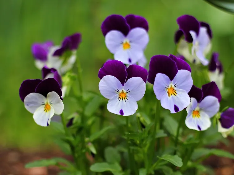viola pensiero