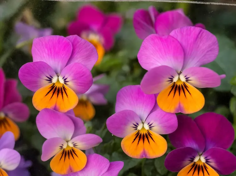 viole rosa