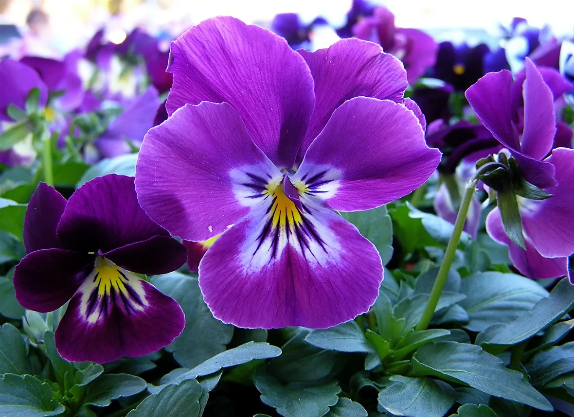 viole