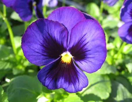 Viola  