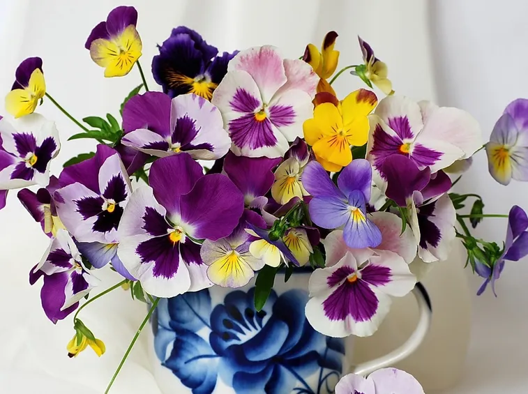 Viola  