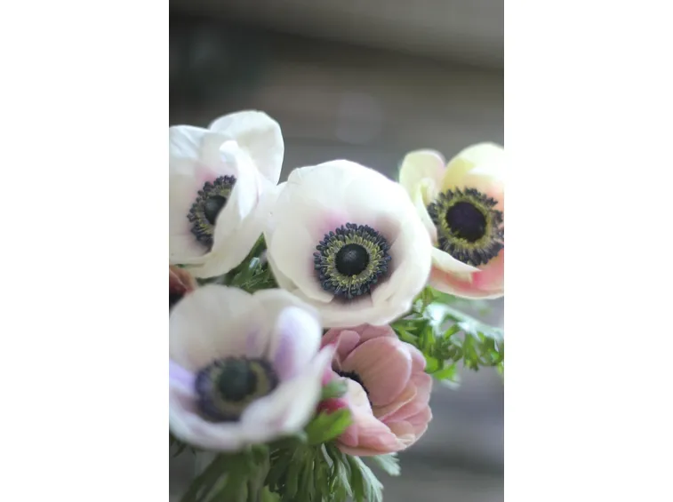 fiori di cera