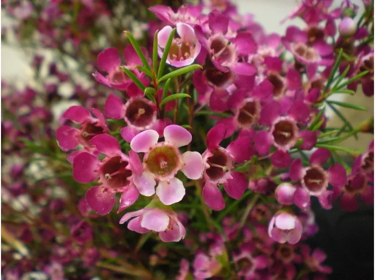 Wax flower 
