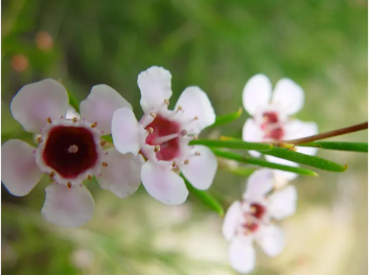 Wax flower 