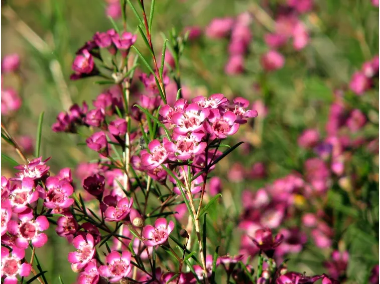 Wax flower 