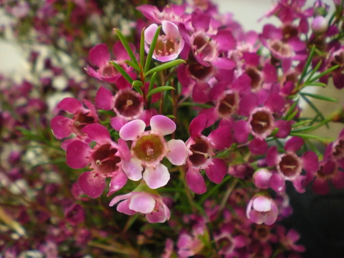 Wax flower 