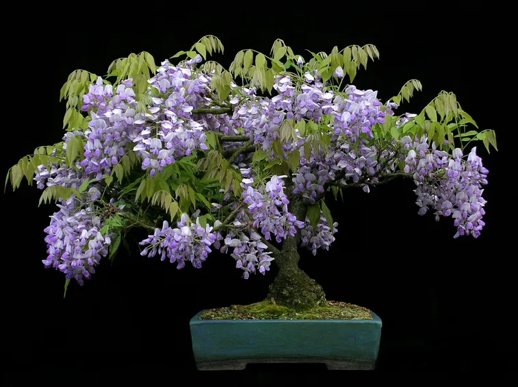 glicine bonsai