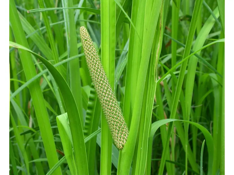 calamo aromatico