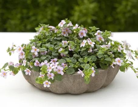 Bacopa