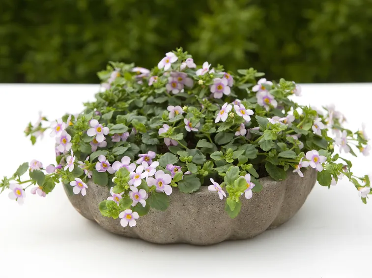 Bacopa