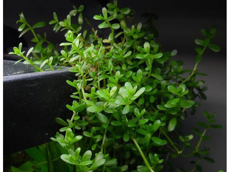 bacopa