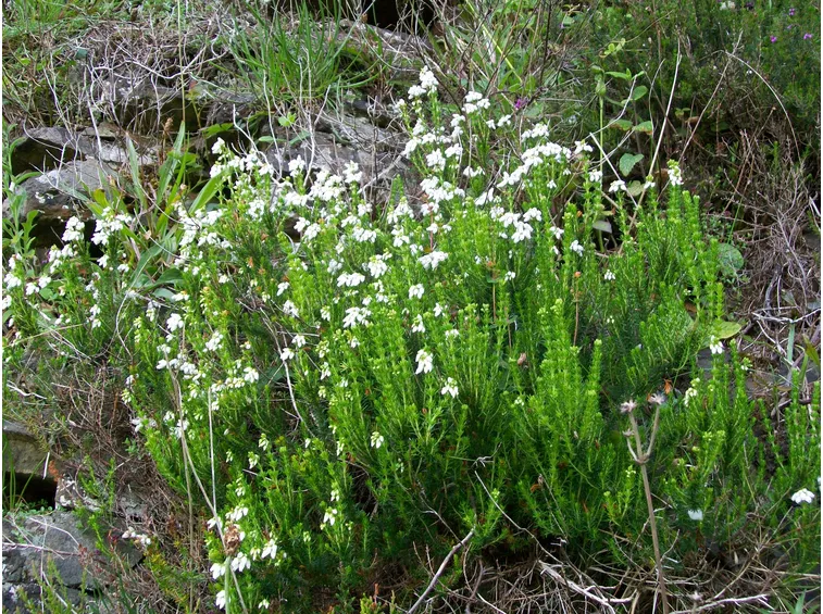 Baldellia ranunculoides