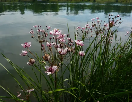 Giungo fiorito