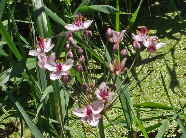 Giunco fiorito
