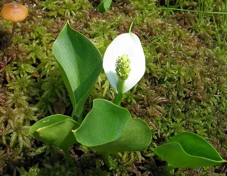 Calla di palude