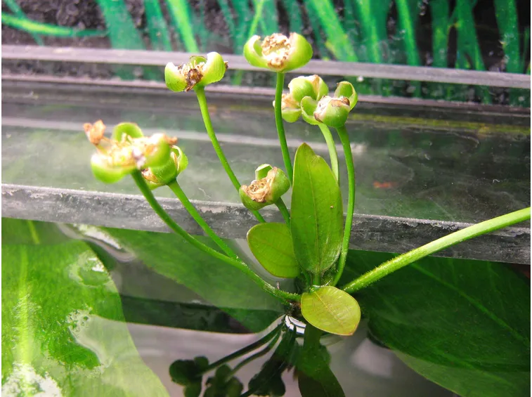 Echinodorus
