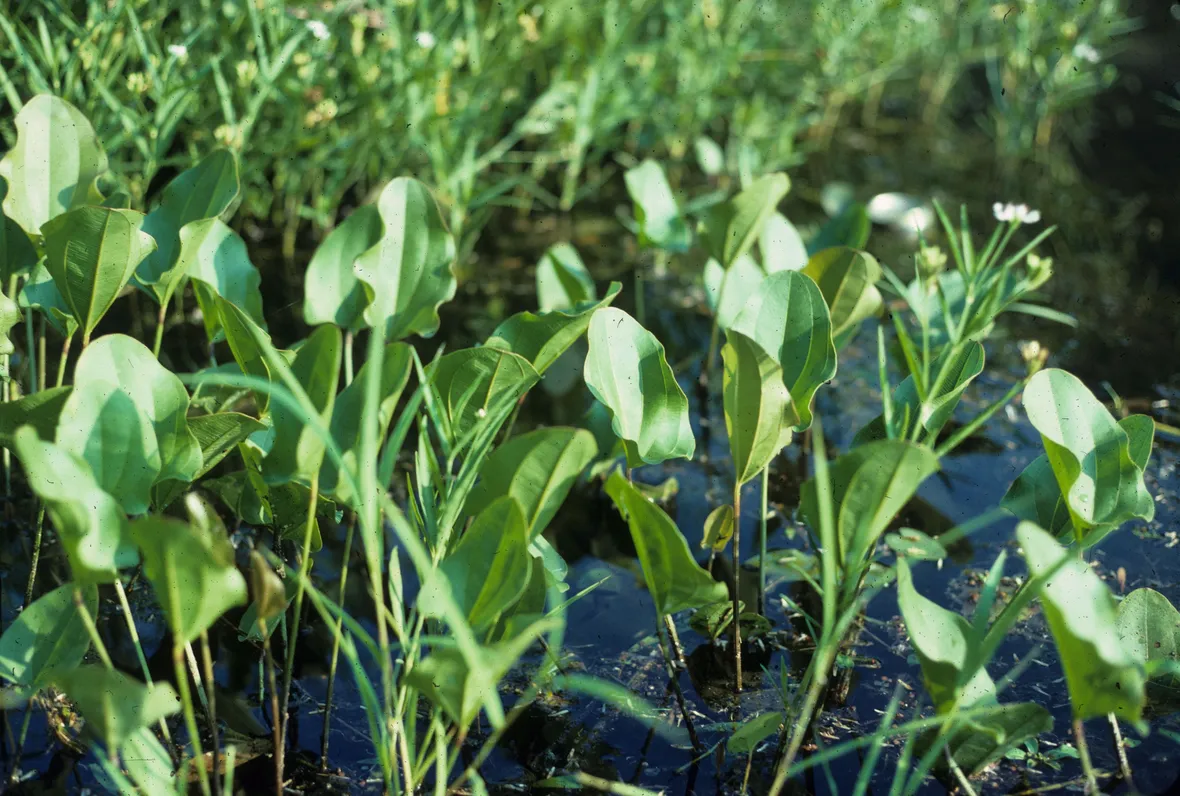 Echinodorus