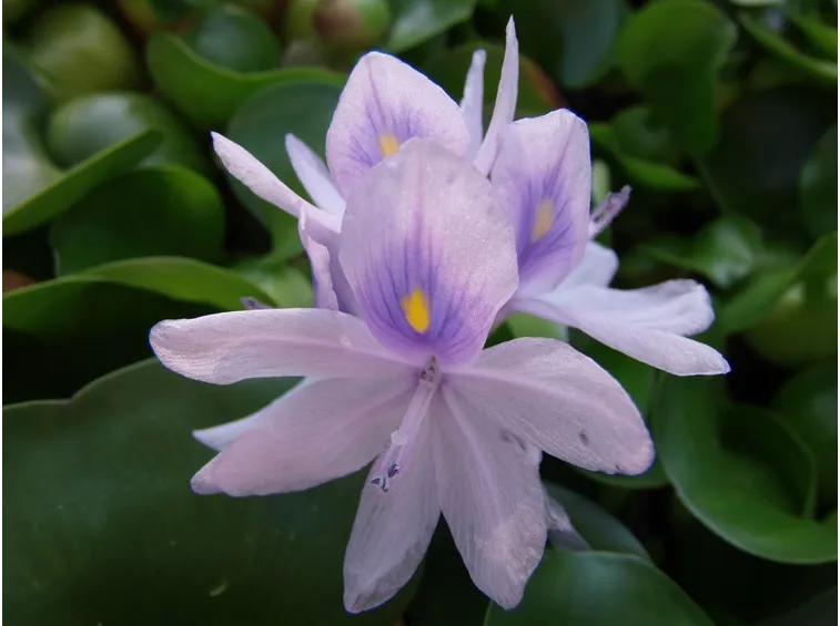 eichhornia
