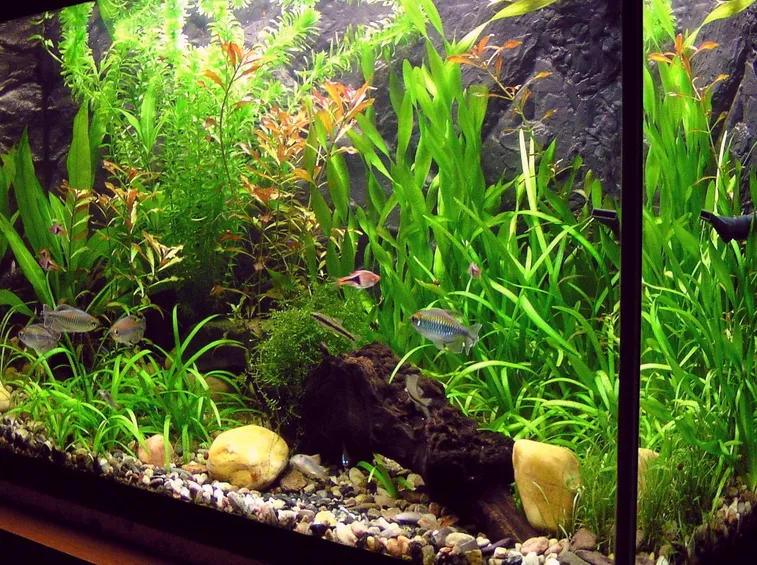 Elodea