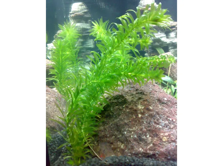 Elodea