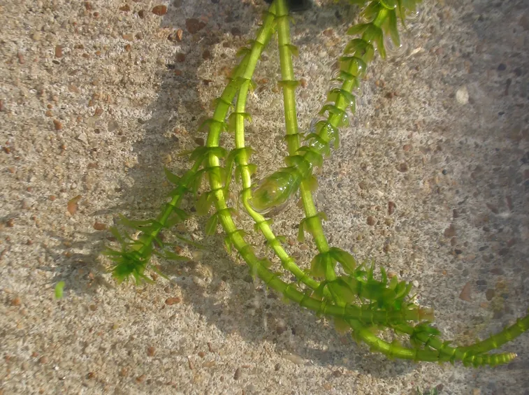 elodea