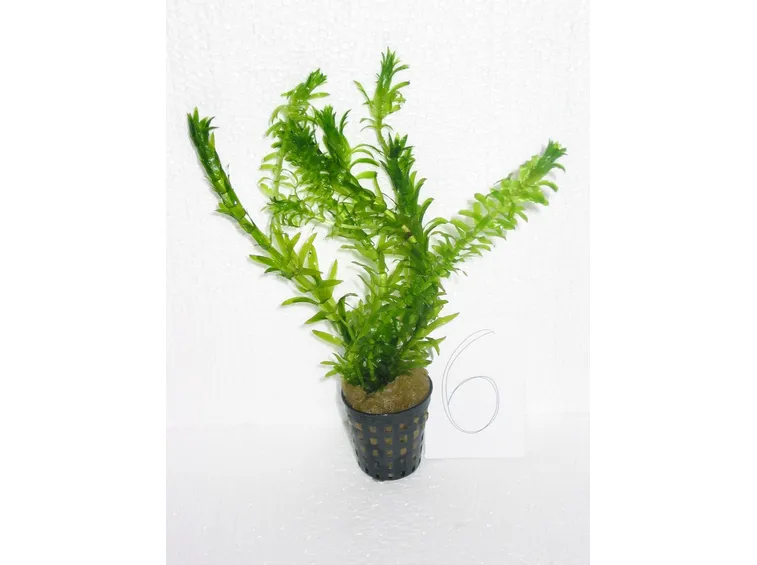 pianta acquatica