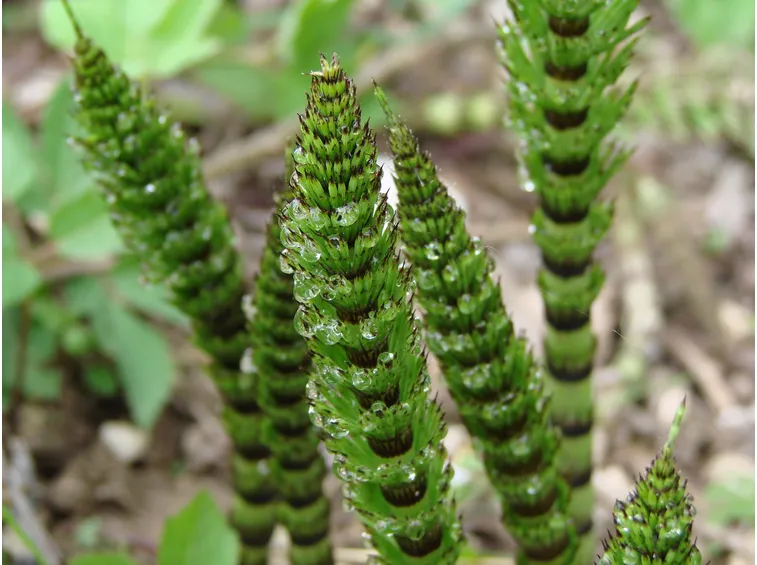 equisetum hym