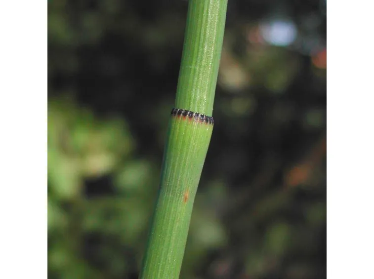 equiseto pianta