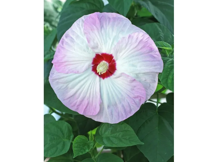 hibiscus moscheutos