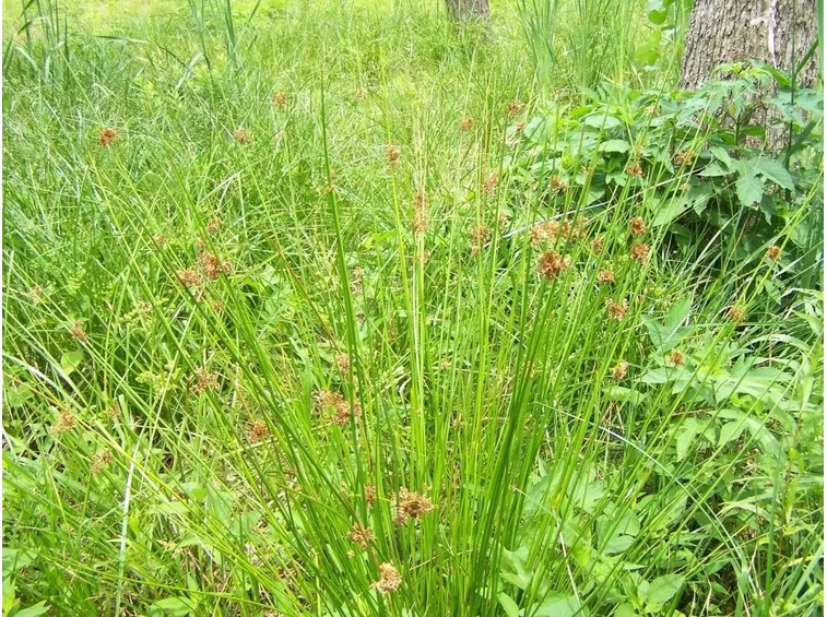 juncus effusus