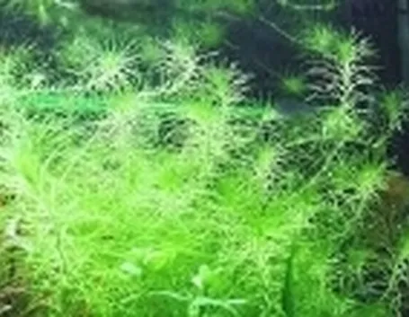 Logarosiphon