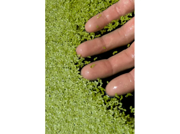 lenticchia d'acqua