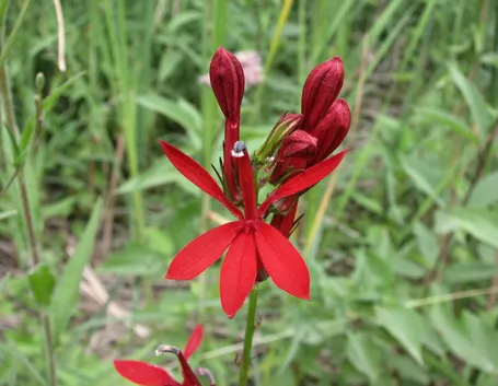 Lobelia