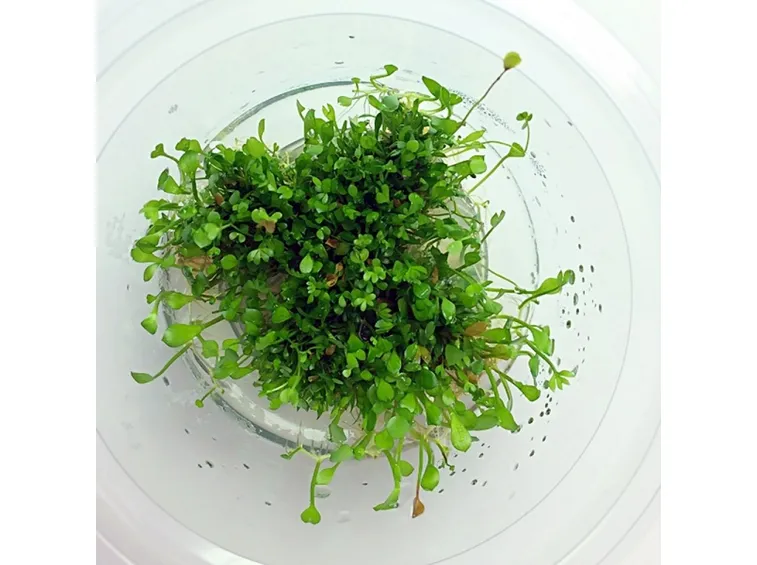 Marsilea