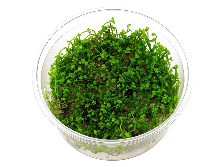 marsilea