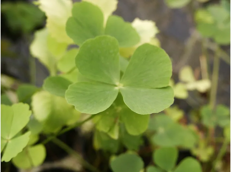 marsilea