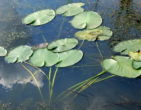 Nenufero