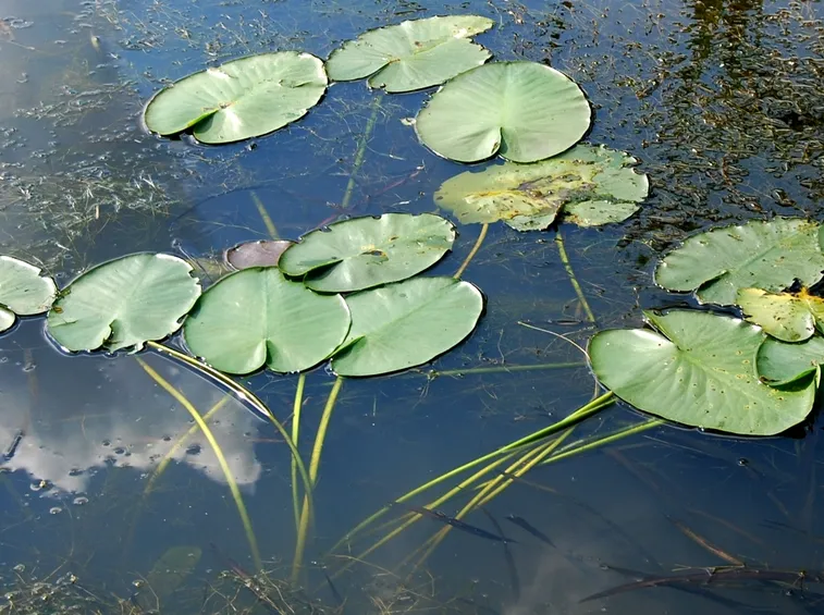 Nenufero
