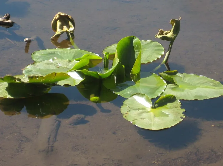 Nenufero