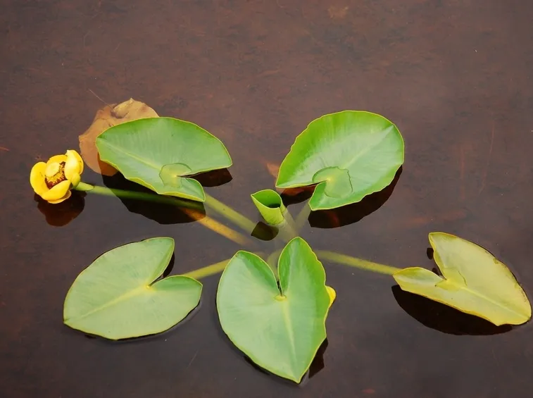 pianta acquatica