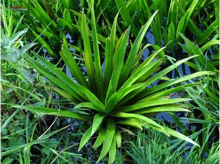 Erba coltella