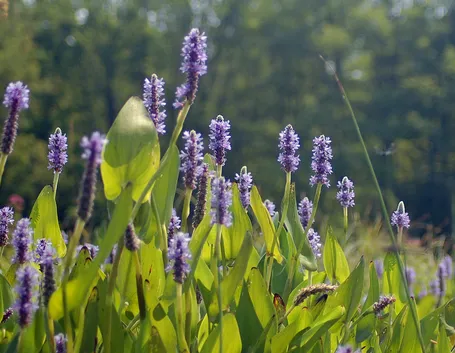 Pontederia