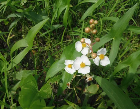 Sagittaria gigante