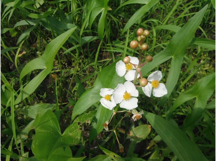 Sagittaria gigante