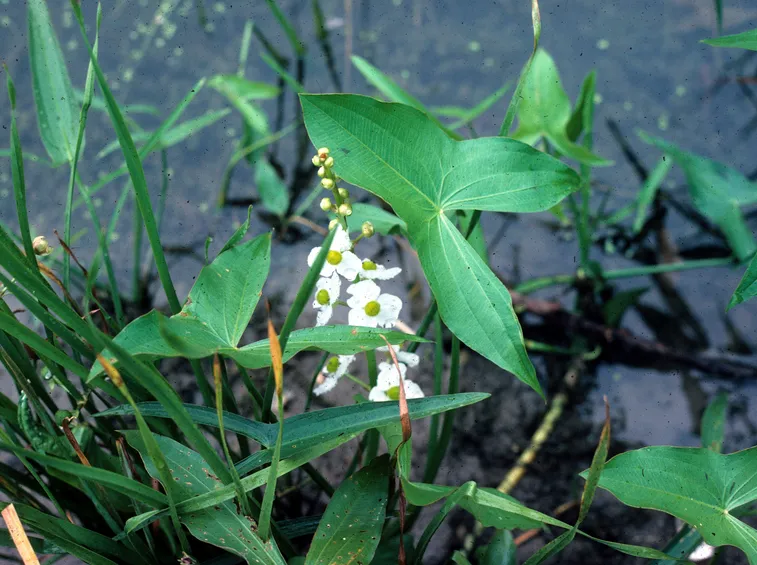 Sagittaria latifolia