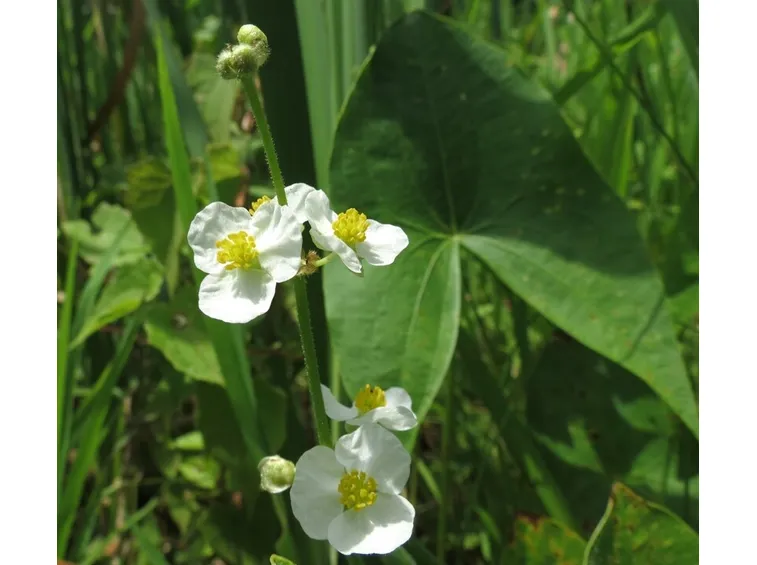 sagittaria latifolia