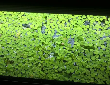 Salvia acquatica