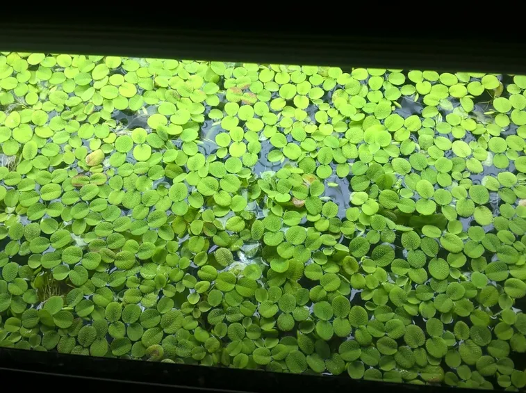 Salvia acquatica